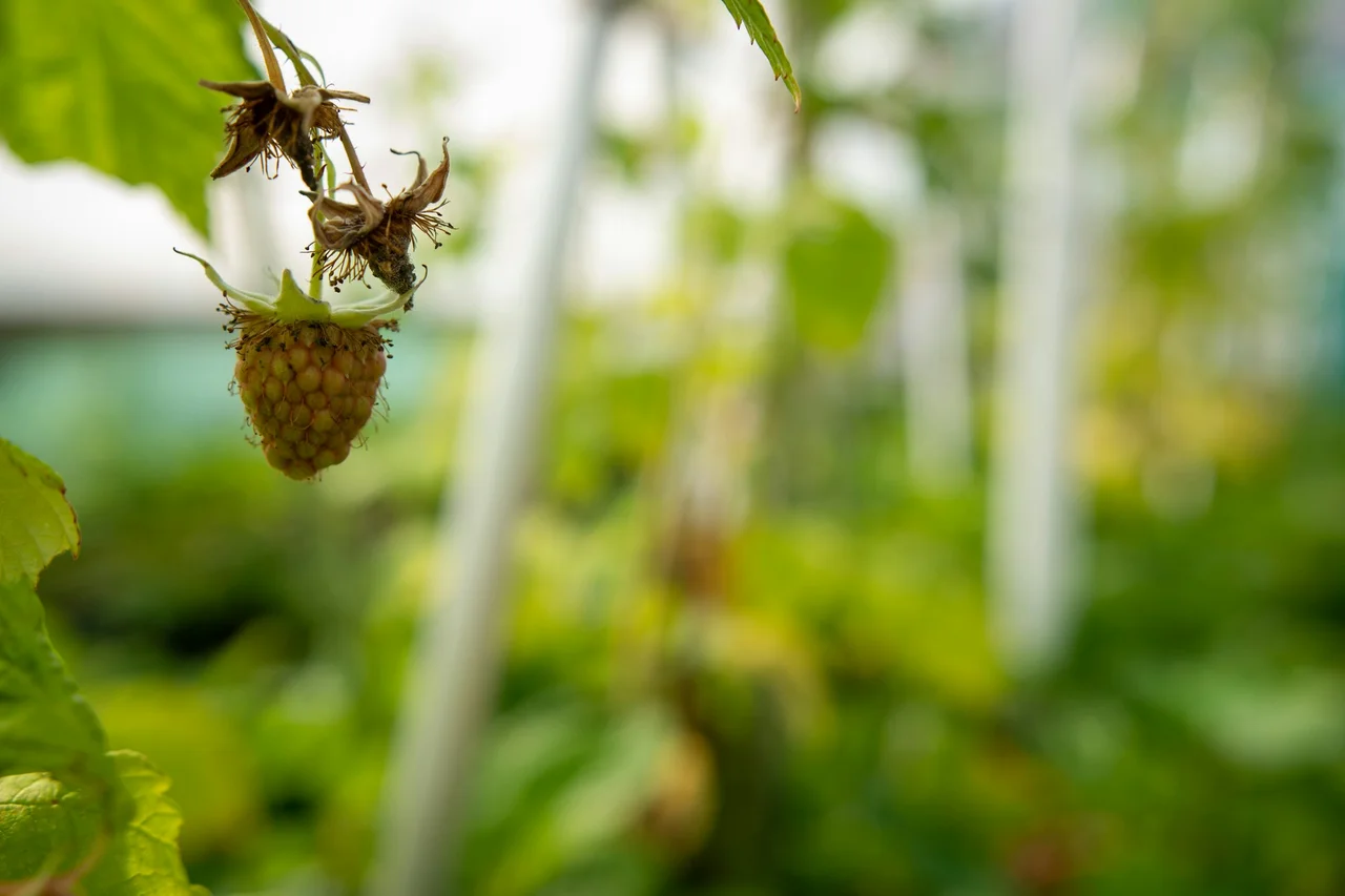 Botanical Ingredients