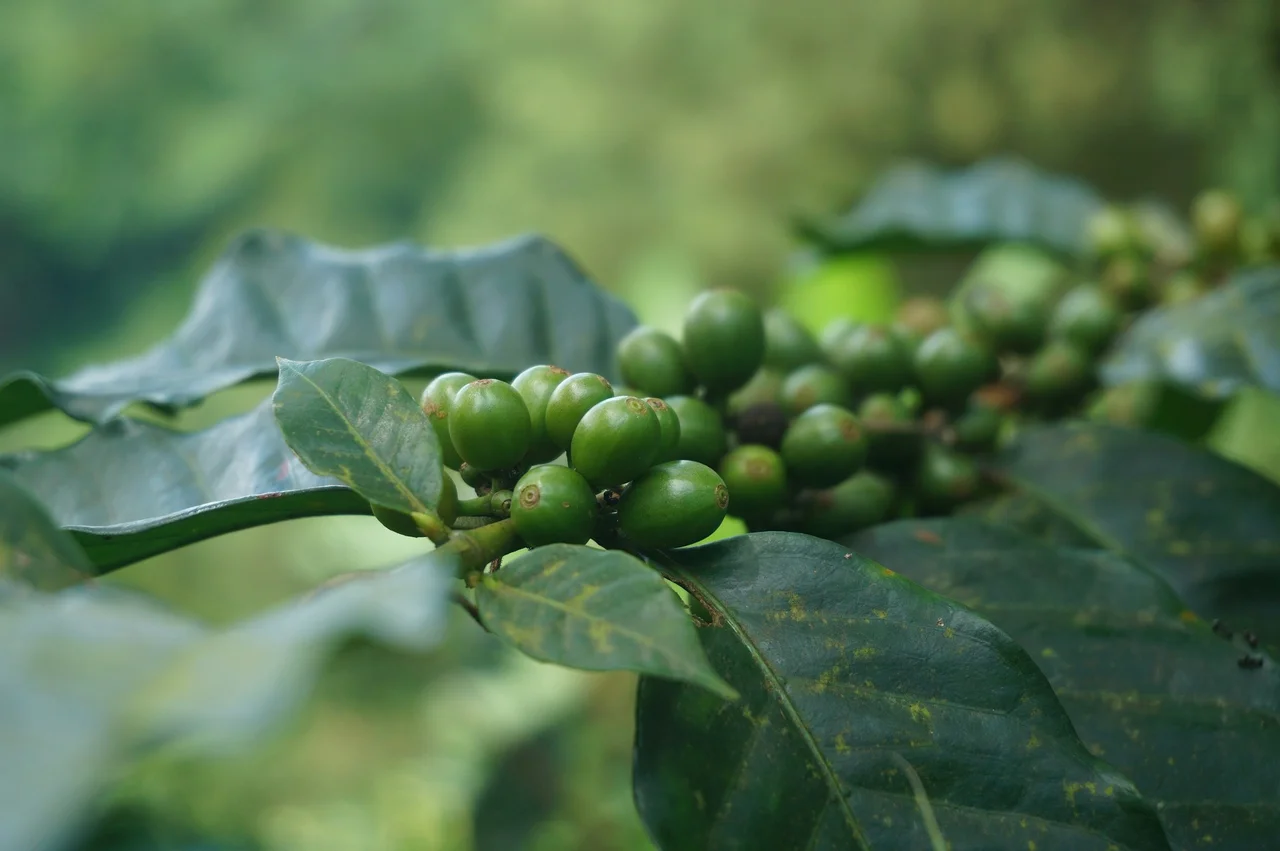 Coffee Plants