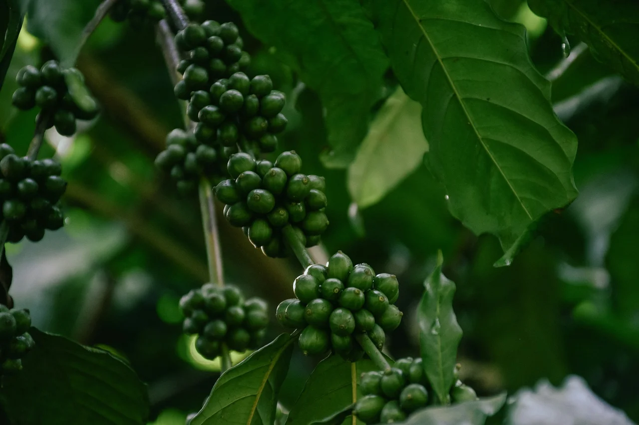 Coffee plants ready for harvest