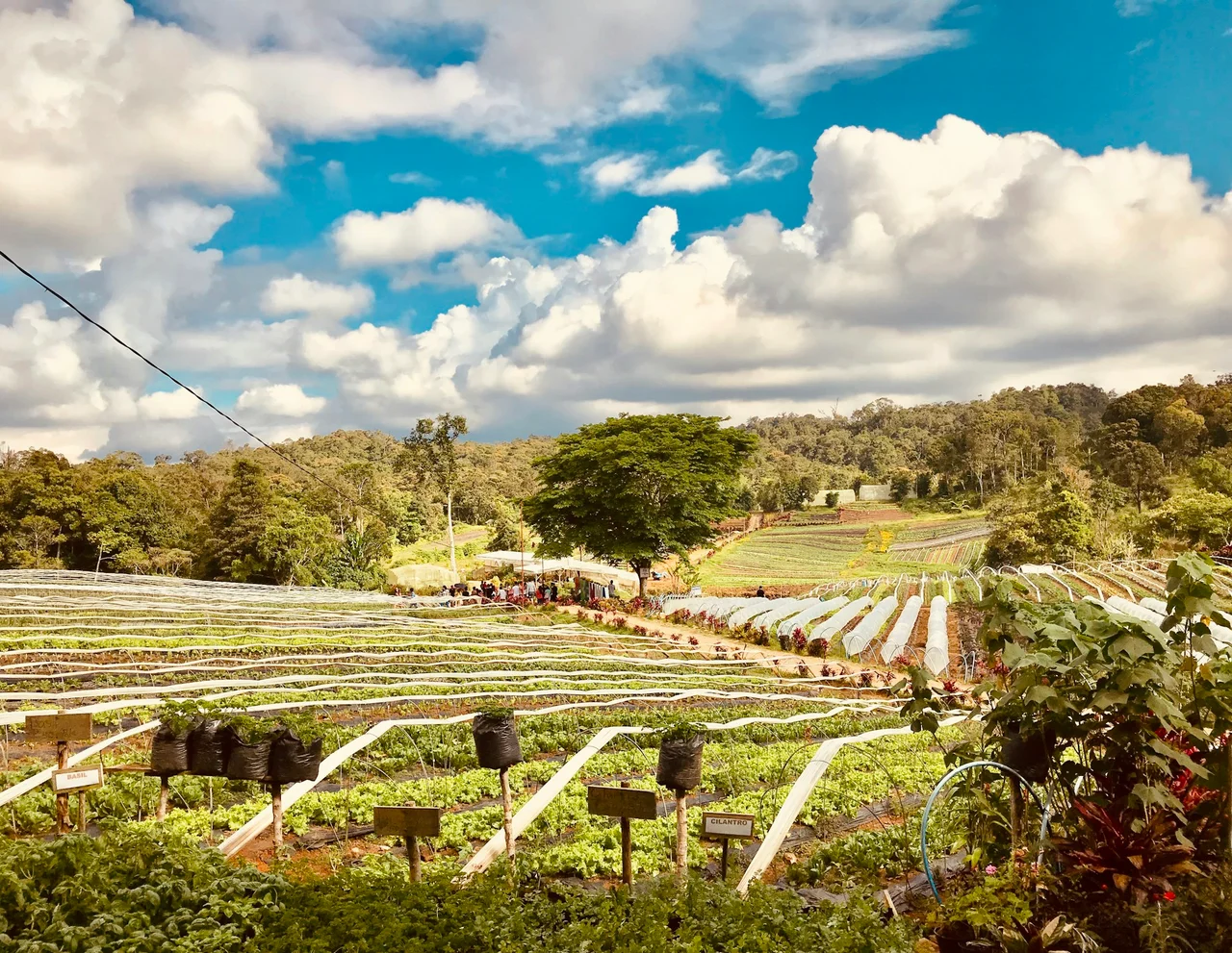 Agricultural fields in season